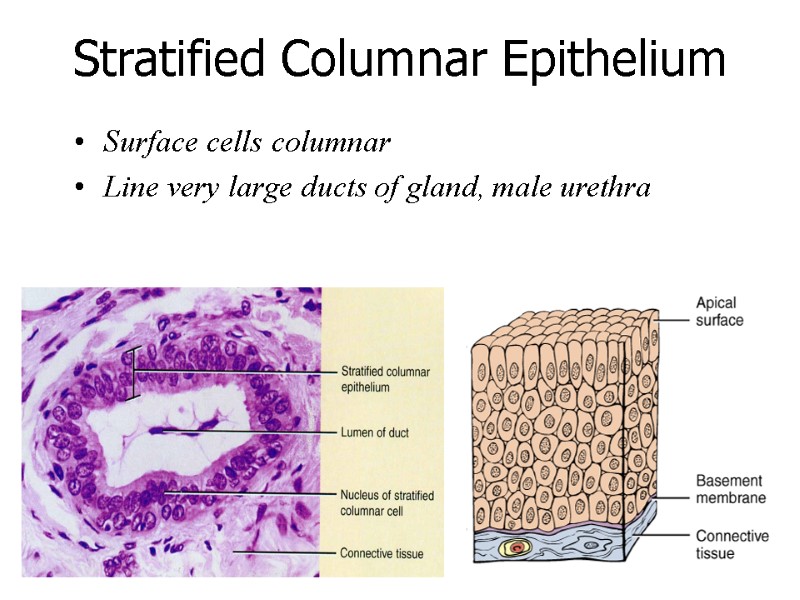 Stratified Columnar Epithelium Surface cells columnar Line very large ducts of gland, male urethra